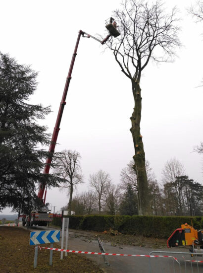Travaux paysagers : abattage et élagage d’arbres