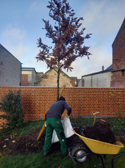 Plantation d’arbustes décoratifs pour espace vert