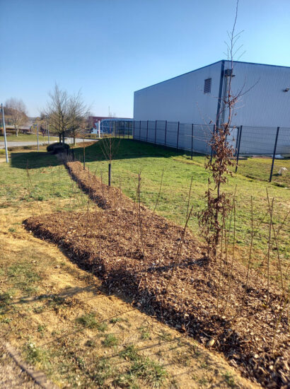 Haie plantée pour délimiter un jardin privatif