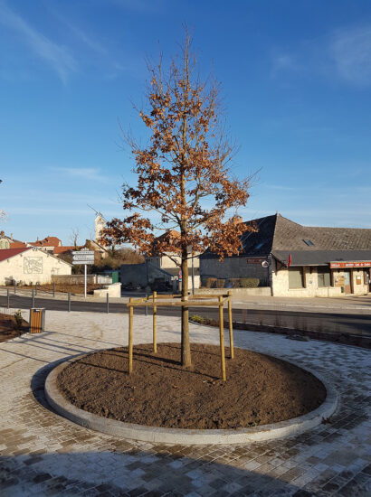 Création de haies et massifs pour jardin contemporain