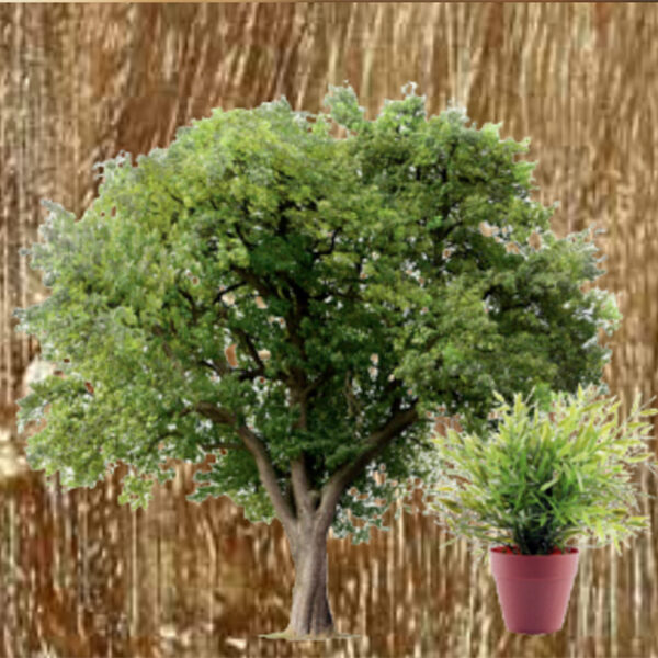 Arbustes et plantes disponibles à la vente pour jardin