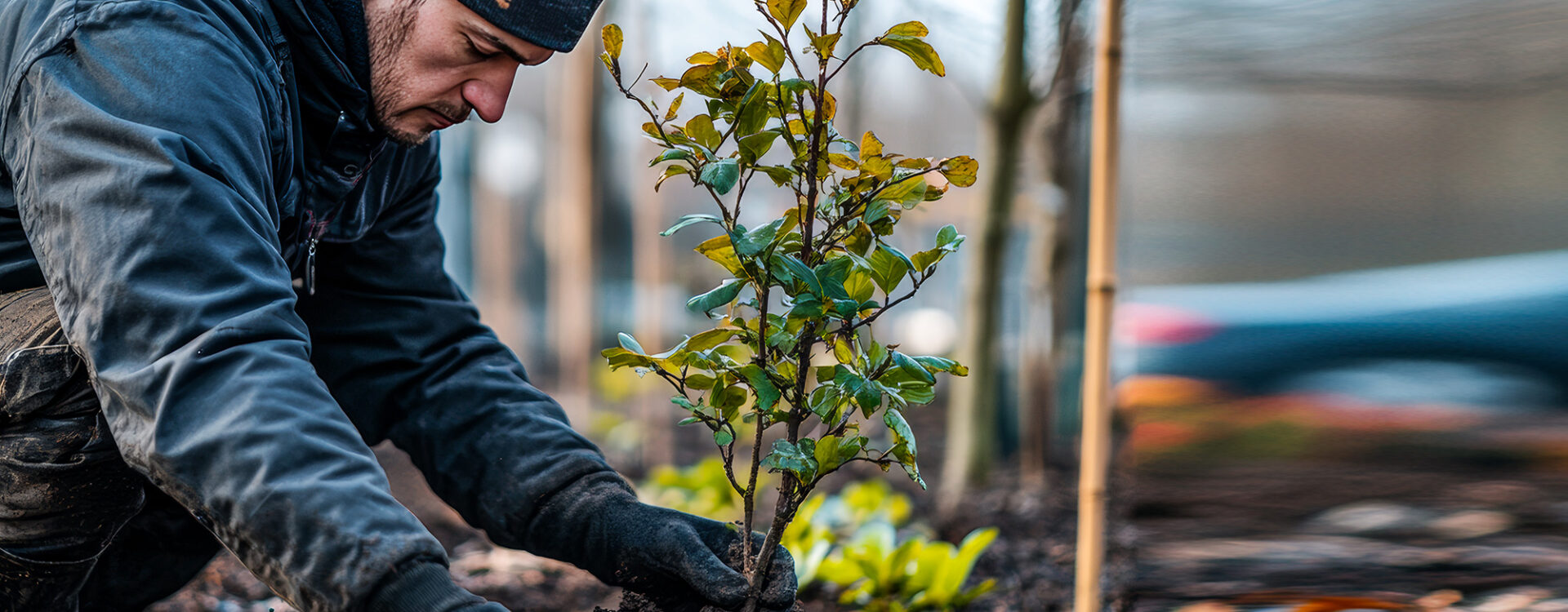 Jardinier paysagiste réalisant plantation d’arbres et arbustes