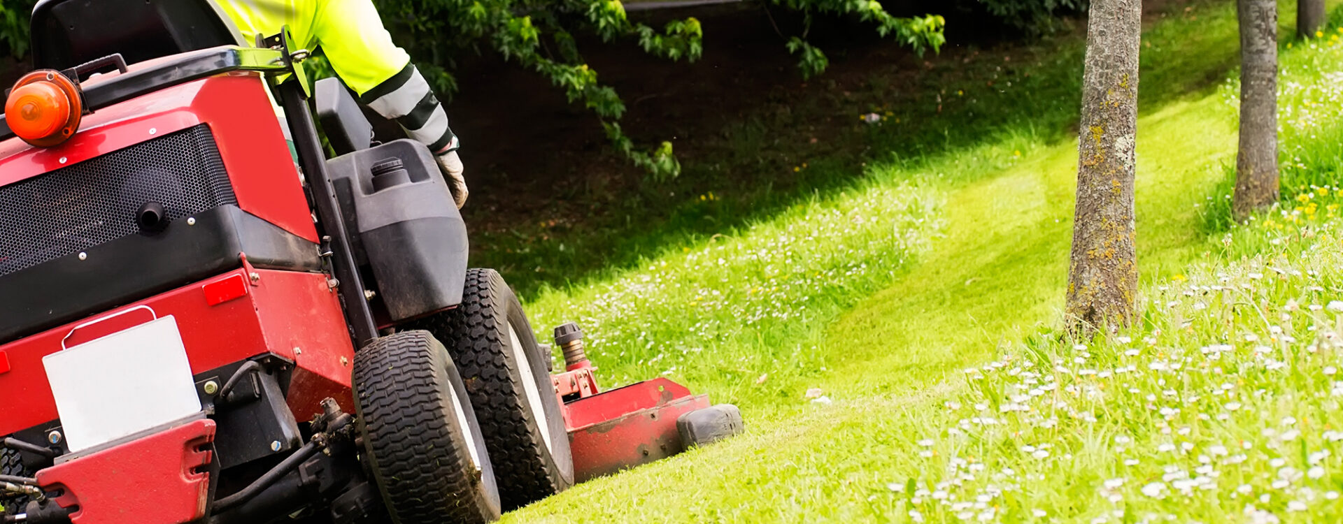 Pelouse verdoyante après tonte et entretien jardin